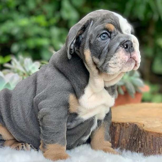 English bulldog puppies for adoption logo